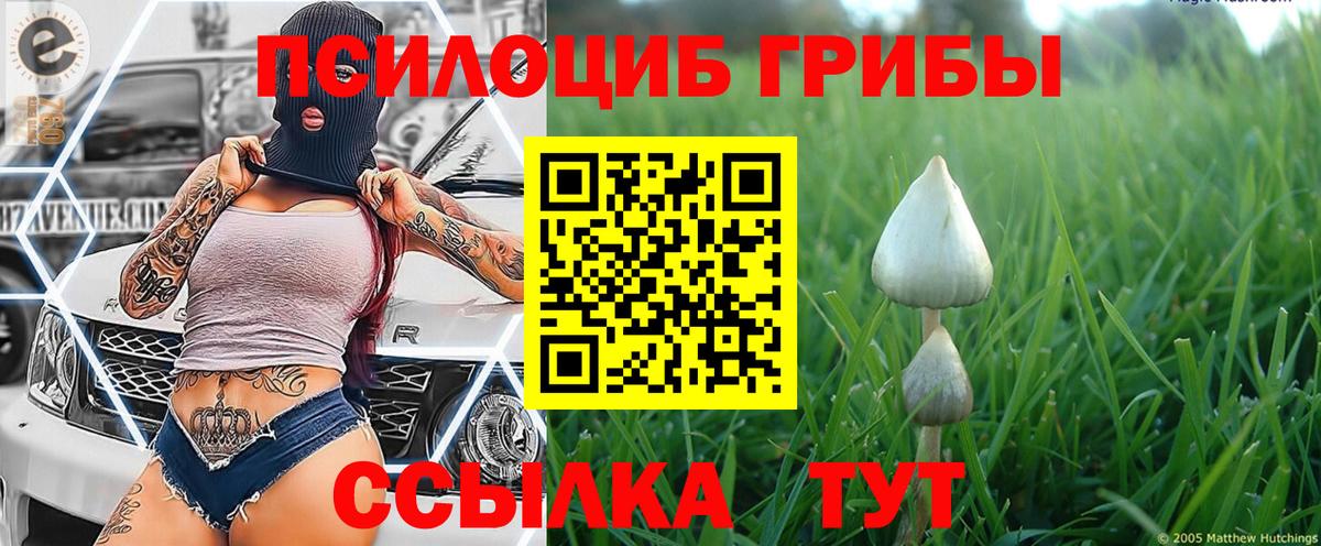 Псилоцибиновые грибы Cubensis  Вход с VPN  Краснотурьинск 
